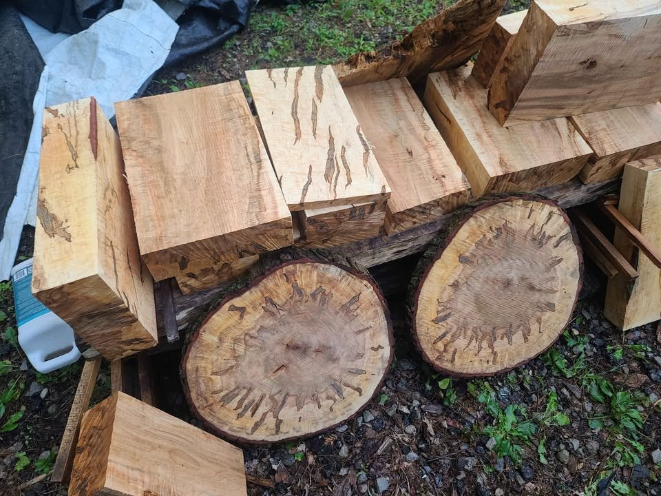 Curly spalted ambrosia maple turning blanks and rounds - Image 7
