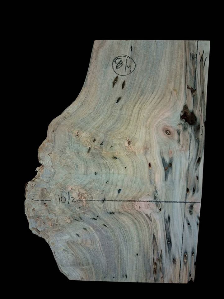 XL Wicked Wormy AMBROSIA Maple Burl Wood Blank, Turning Wood, EPOXY/STABILIZING Wood, maple burl - Image 6