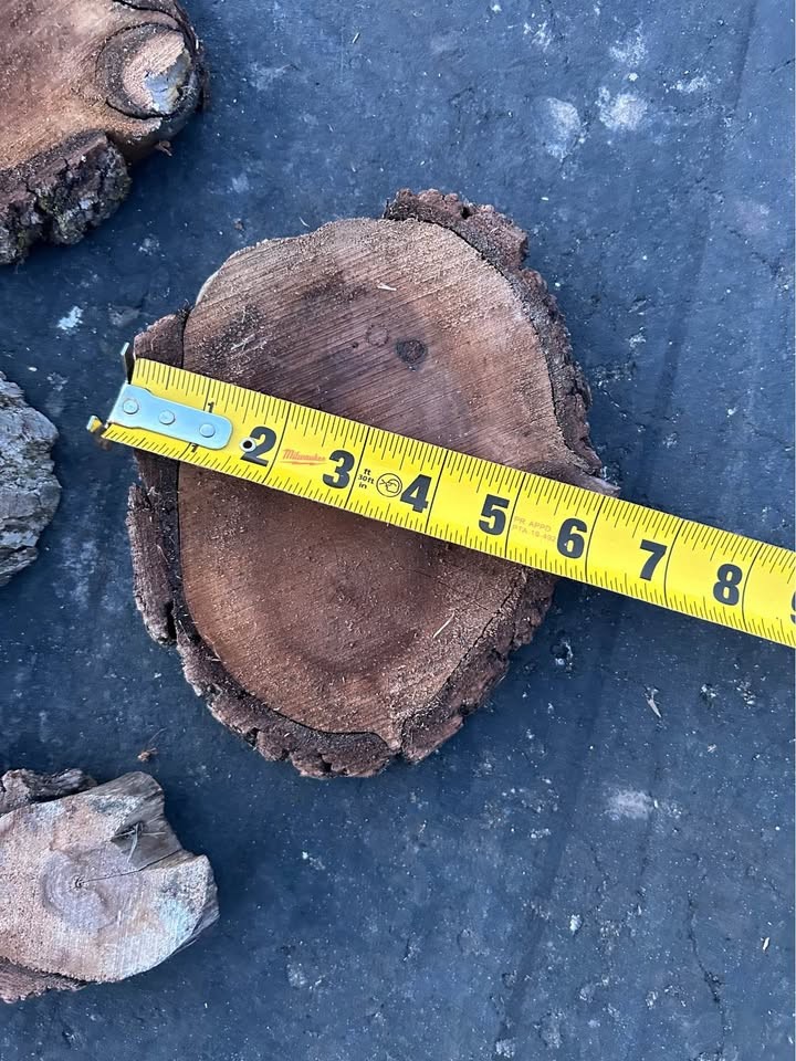 Live Edge Walnut Wood Cookie Rounds $2 each - Image 7