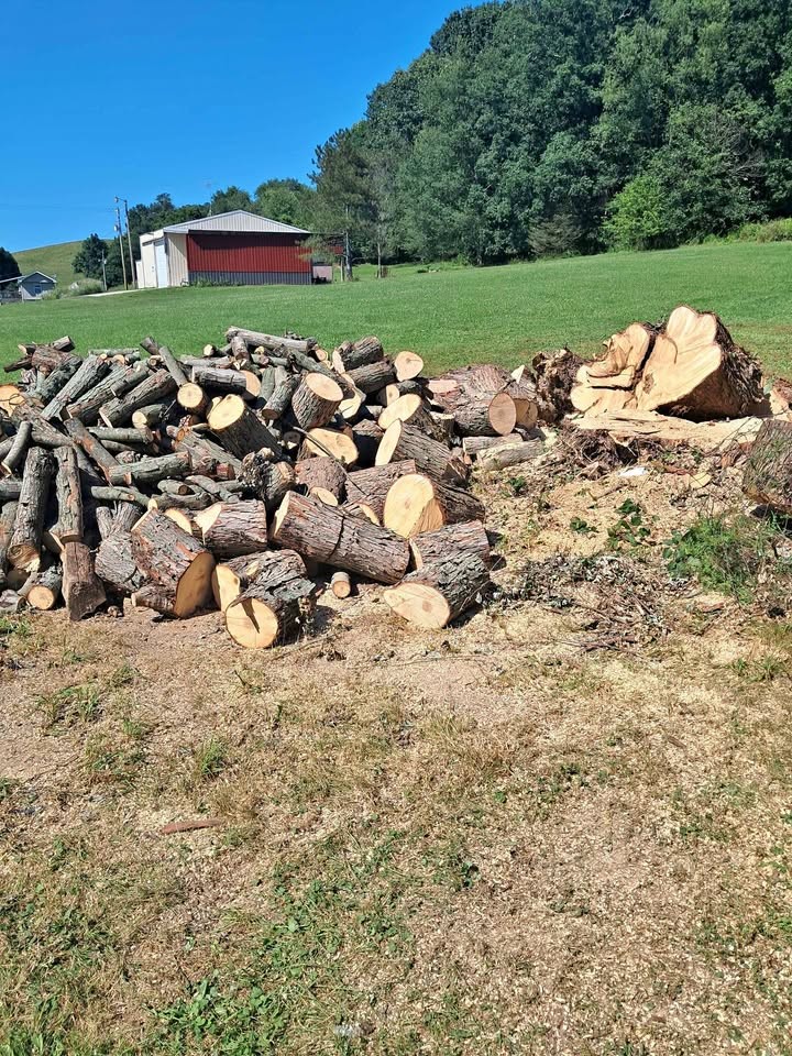 Maple, wood. - Image 1