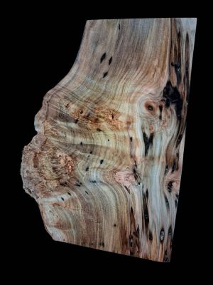 XL Wicked Wormy AMBROSIA Maple Burl Wood Blank, Turning Wood, EPOXY/STABILIZING Wood, maple burl