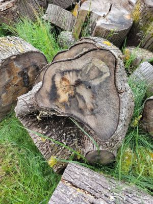 Huge Pile of Maple Rounds (Up to 48”) – TAKE ALL ONLY (Sale or Trade for Lawn Care)