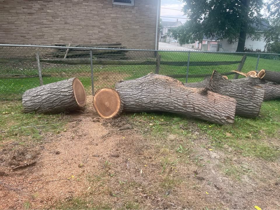 Walnut wood for sale - Image 2