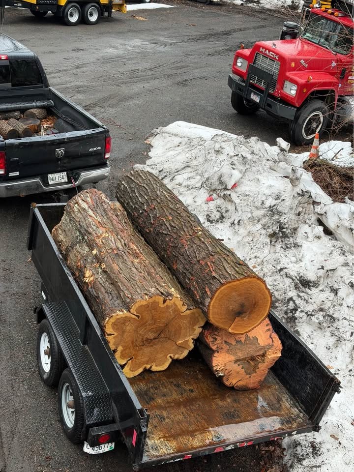 Log For Slabs - Image 8