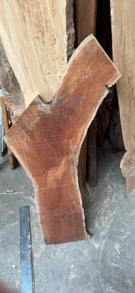 Cuban Mahogany Live Edge Crotch Slab – Unique Y/Fork Shape - Image 2