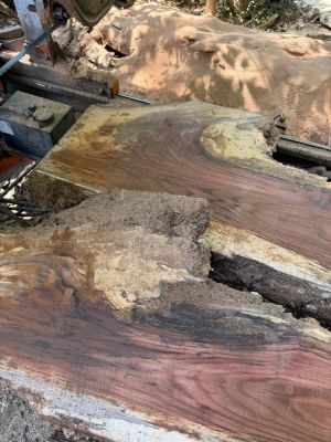 2” live edge slabs