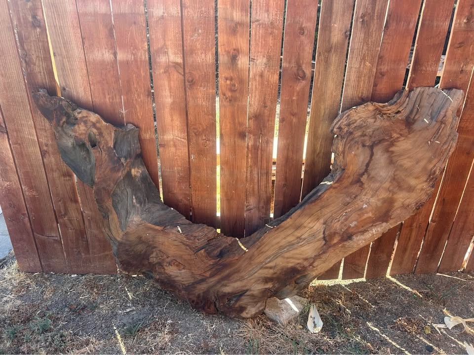 Redwood burl slab. Quite unique 
The is been dry for least 8 years $ firm measurements in photos - Image 2