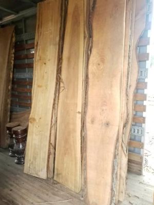 BLACK WALNUT TREES INTO SLABS ALOT IN STOCK