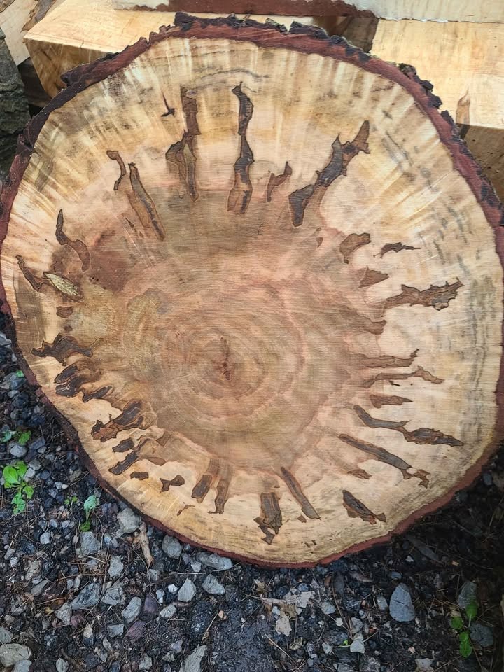 Curly spalted ambrosia maple turning blanks and rounds - Image 10