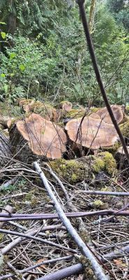 Bigleaf Maple for Woodworking
