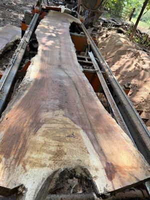 2” live edge slabs