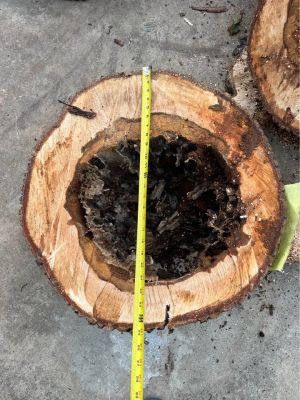 Live Edge Maple Slabs – Hollow Center – Unique Woodworking Projects