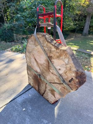 Huge 46" Live Edge Wood Cookie Slab - 4.5" Thick