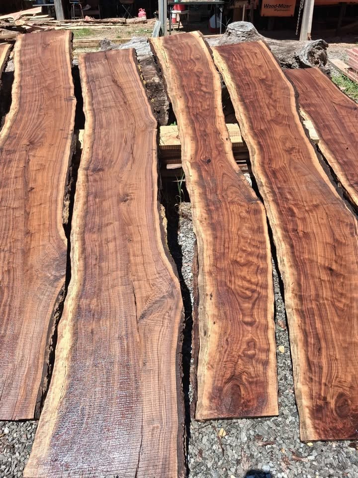 Live edge walnut slabs - Image 3