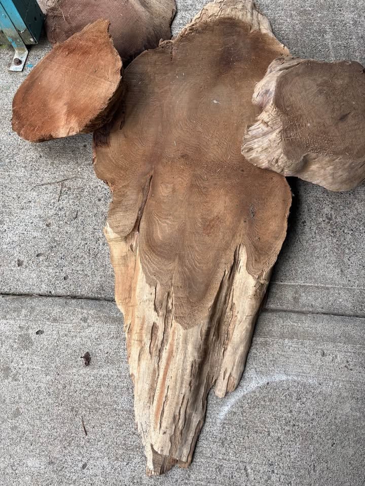Large Natural Wood Root / Tree Trunk Slab – Rustic Statement Piece – $450 OBO - Image 2