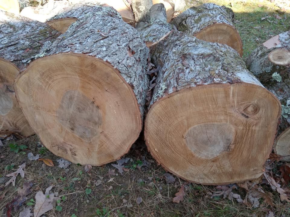Maple Wood Tree Trunk Logs & a Hemlock Slab - Image 3