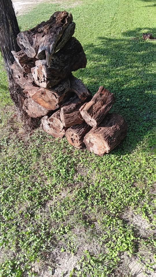 Wood - Image 3