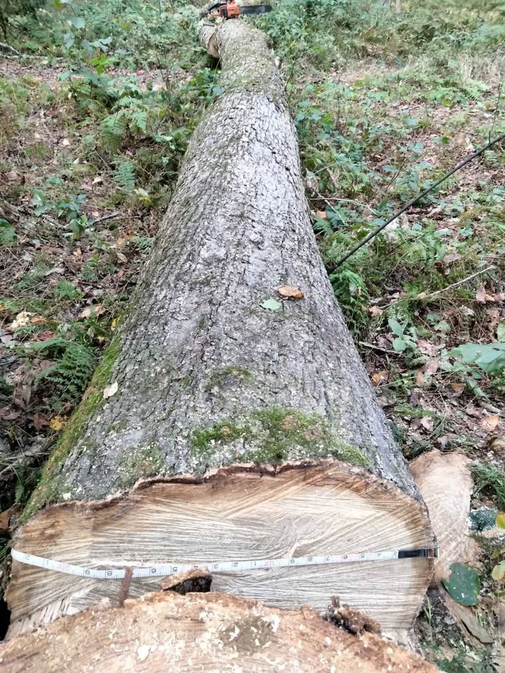 Logs for lumber, live edge slabs, or firewood. Best offer? - Image 2