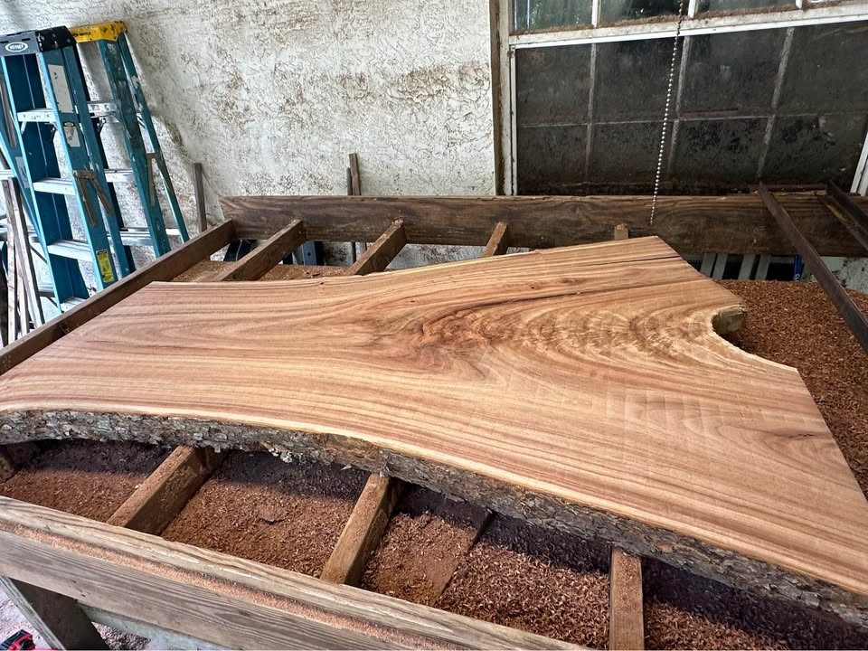 Big Camphor Slab Dried/Flattened - Image 2