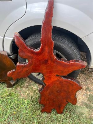 Large Live Edge Burl wood polished slabs