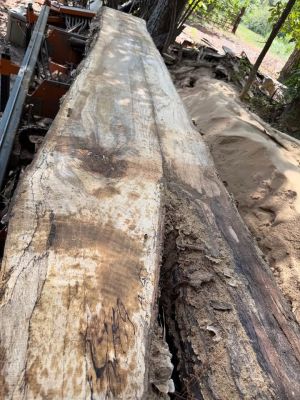 White oak 2” slabs