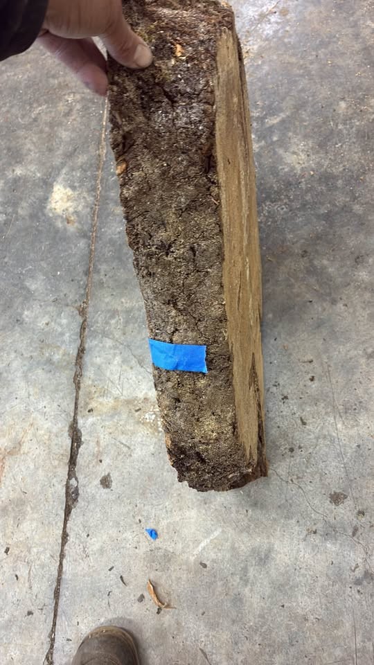 #20 Ambrosia Figured Maple slab - Image 3