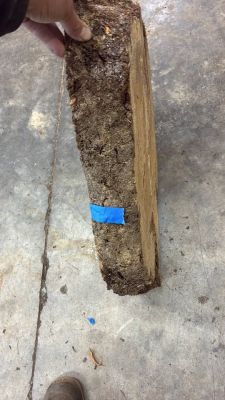 #20 Ambrosia Figured Maple slab