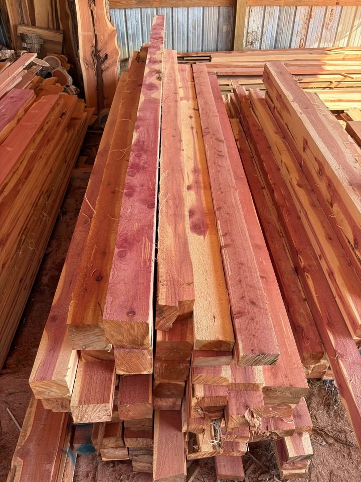 Eastern red cedar - Image 5