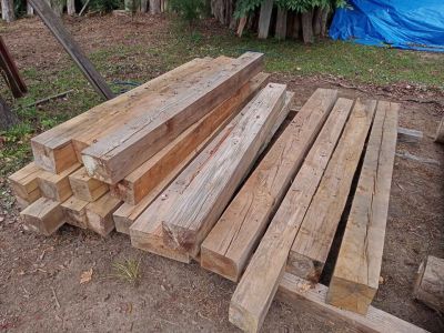 Yellow and white pine