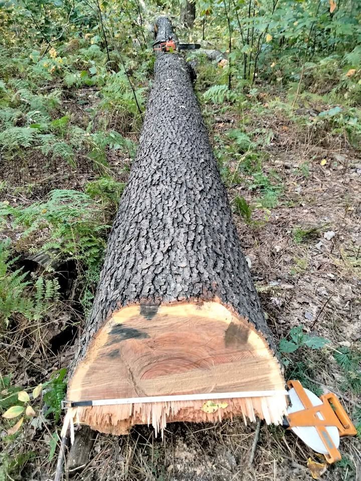 Logs for lumber, live edge slabs, or firewood. Best offer? - Image 1