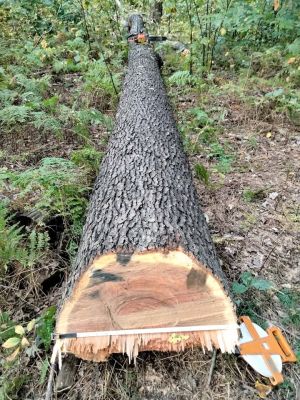 Logs for lumber, live edge slabs, or firewood. Best offer?