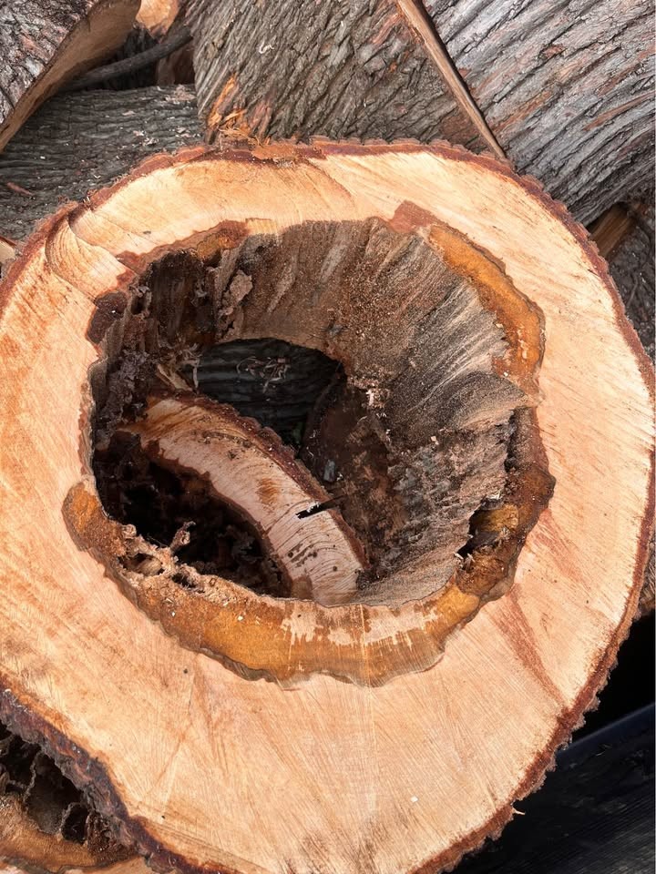Live Edge Maple Slabs – Hollow Center – Unique Woodworking Projects - Image 3