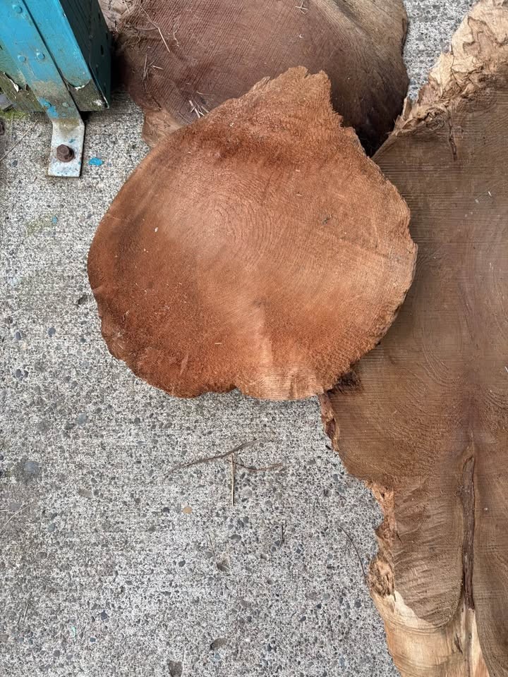 Large Natural Wood Root / Tree Trunk Slab – Rustic Statement Piece – $450 OBO - Image 5