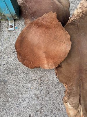 Large Natural Wood Root / Tree Trunk Slab – Rustic Statement Piece – $450 OBO