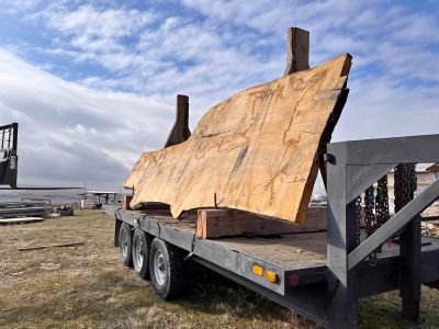 Extra large white oak slab for hotel or restaurant