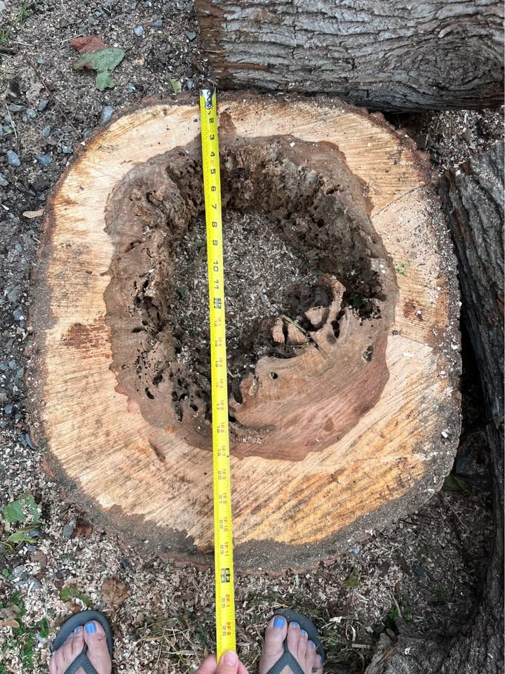 Live Edge Maple Slabs – Hollow Center – Unique Woodworking Projects - Image 6