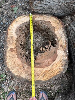 Live Edge Maple Slabs – Hollow Center – Unique Woodworking Projects