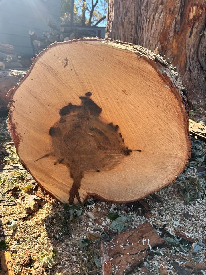 Spalted Maple slabs - Image 5