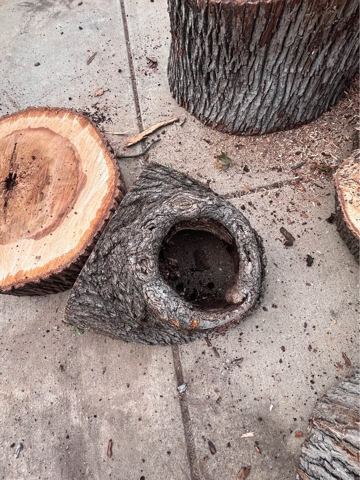 Live Edge Maple Slabs – Hollow Center – Unique Woodworking Projects - Image 5