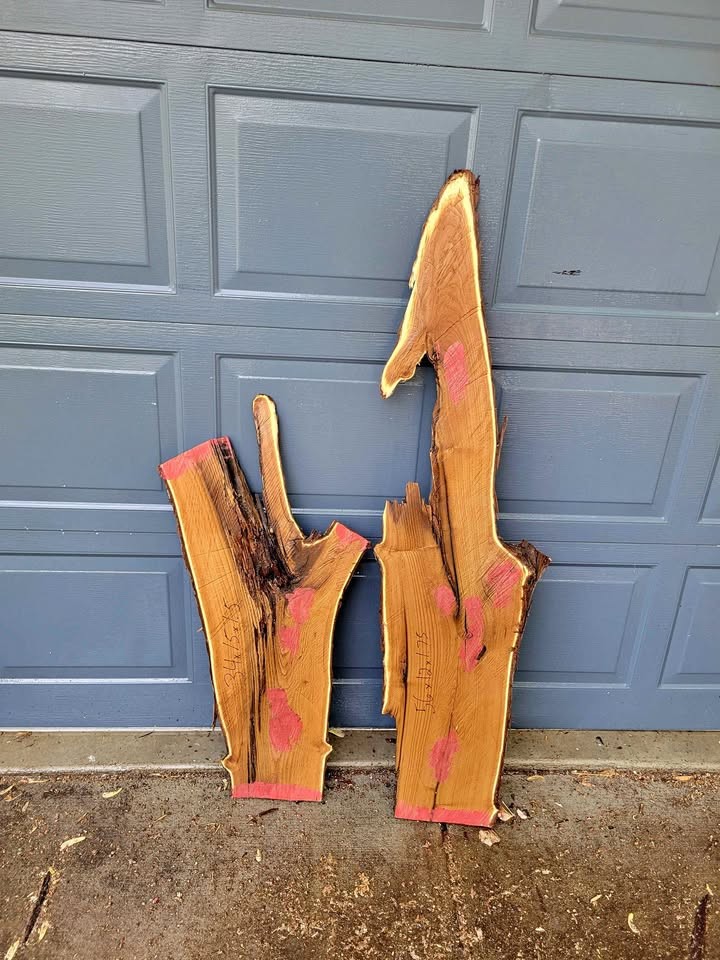 Russian Olive wood slabs, live edge - Image 1