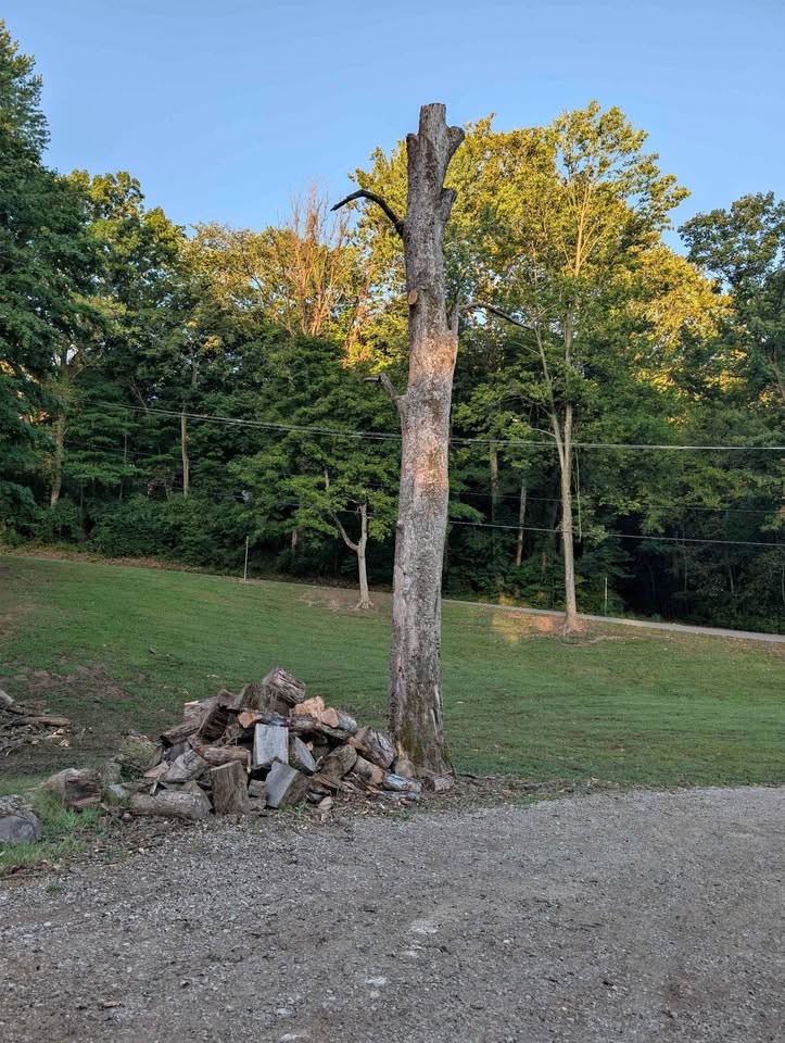 Oak Tree, SawMill, Slab, Fire Wood - Image 1