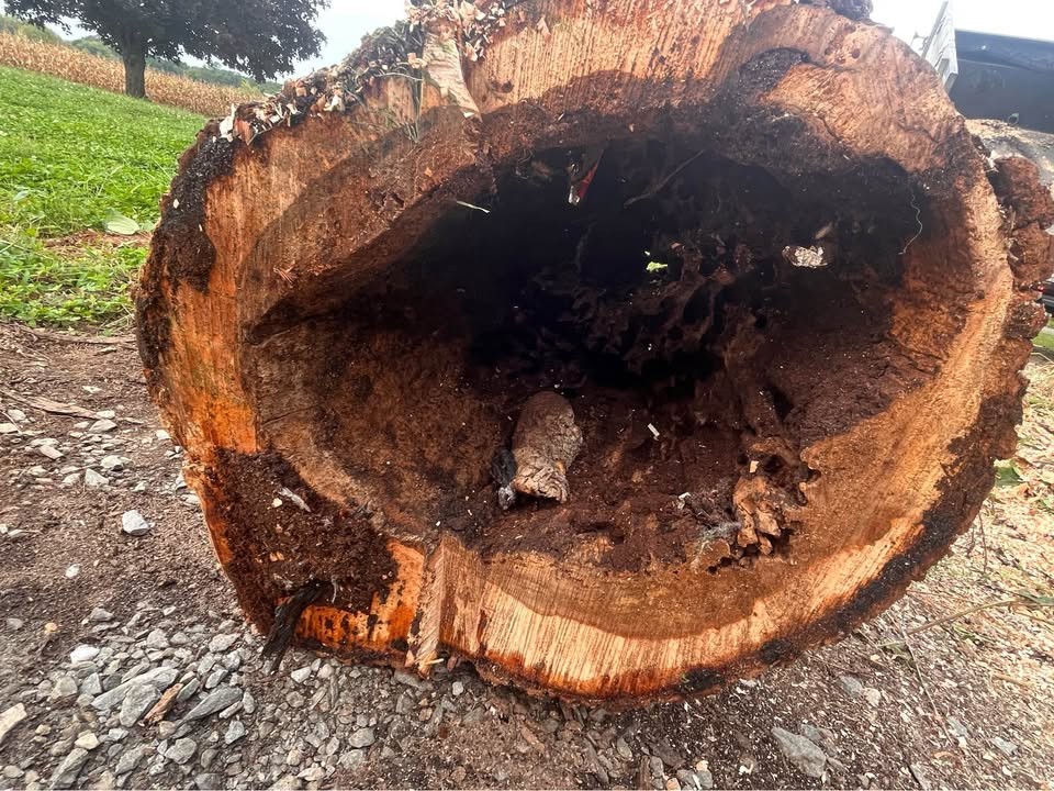 Live Edge Maple Slabs – Hollow Center – Unique Woodworking Projects - Image 4