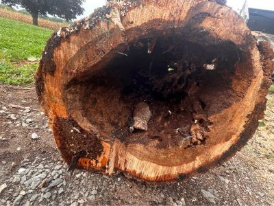 Live Edge Maple Slabs – Hollow Center – Unique Woodworking Projects