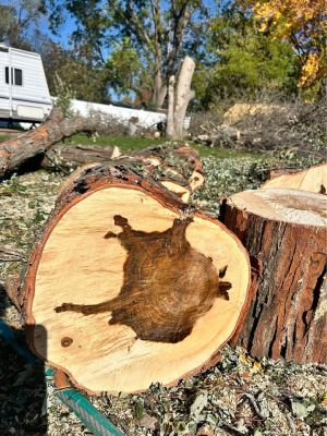 Spalted Maple slabs