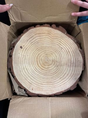Natural Wood Slice with Bark table center piece or Craft