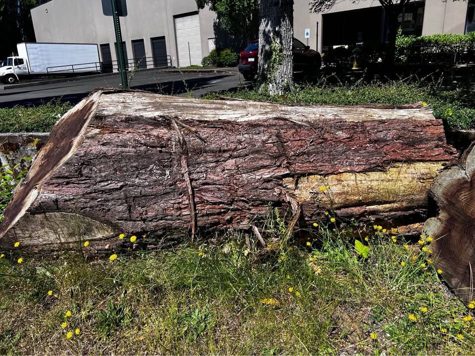 Redwood timber 1600 bf - Image 2
