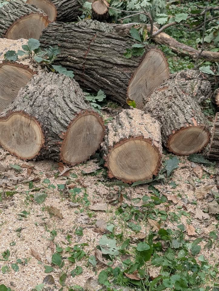 FRESH CUT OAK WOOD - Image 2