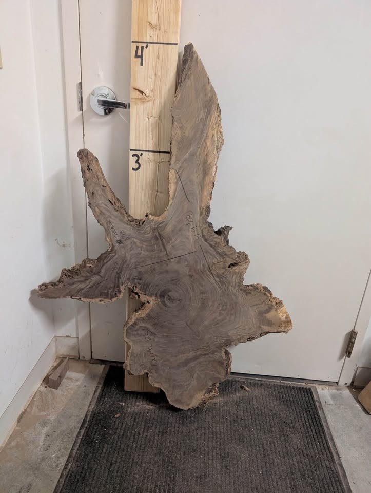 Hundreds of kiln dried & flattened wood slices - Image 6