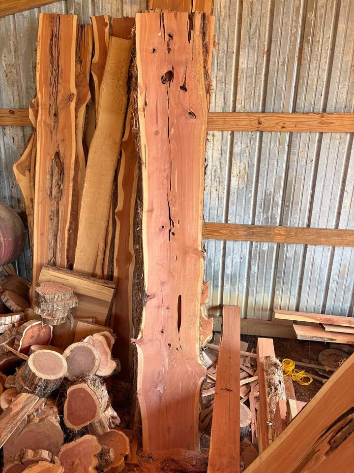 Eastern red cedar - Image 1