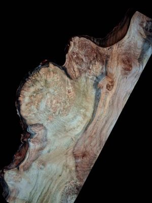 XL INSANELY FIGURED AMBROSIA MAPLE Burl wood Blank, Birdseye Maple Burl, Live Edge Maple, EPOXY WOOD